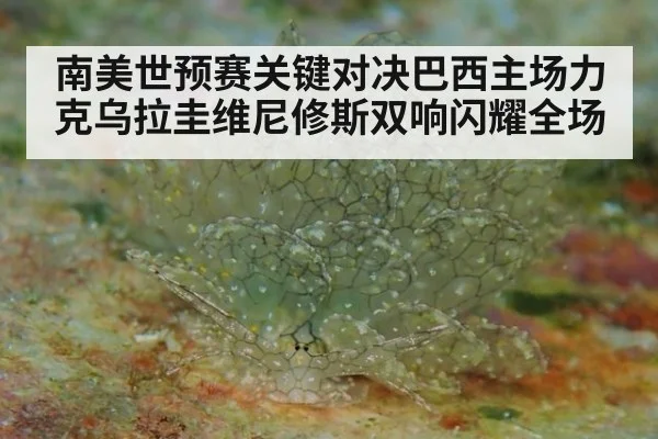 南美世预赛关键对决巴西主场力克乌拉圭维尼修斯双响闪耀全场